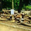 （更新）【薪材無料配布】茨城県筑西市桑山　県西総合公園　クラブハウス北側園路横　伐採木無償提供・無くなり次第終了